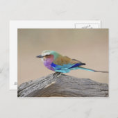 Carte Postale Rouleau de Lilas-breasted (caudata de Coracias) (Devant / Derrière)