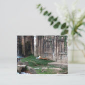 Carte Postale Rouleau de tigre (Debout devant)