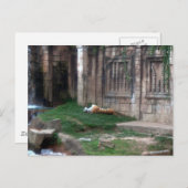 Carte Postale Rouleau de tigre (Devant / Derrière)