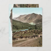 Carte Postale Round Up (Colorado, 1898) (Devant / Derrière)