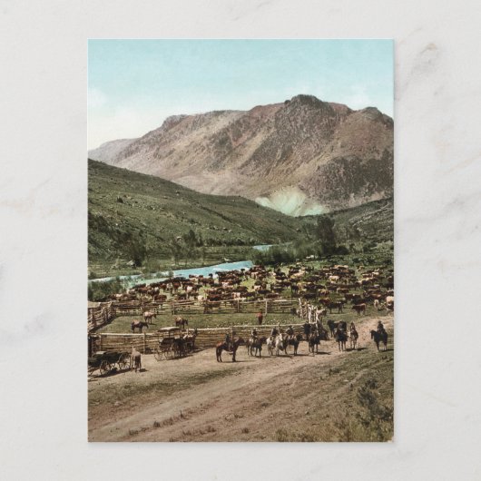 Carte Postale Round Up (Colorado, 1898) (Devant)