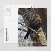 Carte postale Rousty Blackbird (Devant / Derrière)