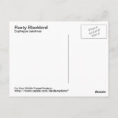 Carte postale Rousty Blackbird (Dos)