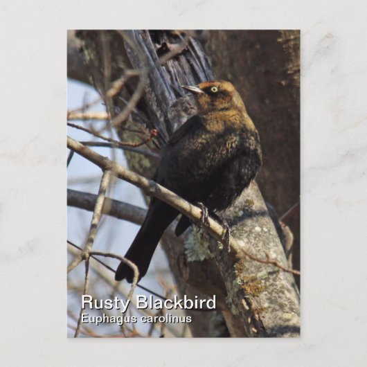 Carte postale Rousty Blackbird (Devant)