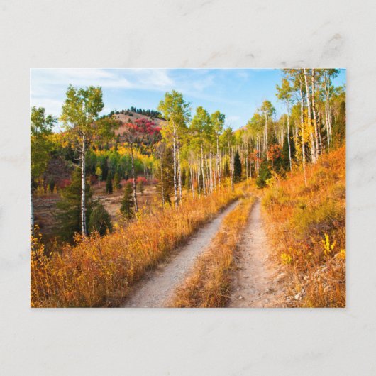 Carte Postale Route à travers les couleurs d'automne (Devant)