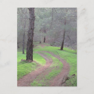 Carte Postale Route de la Pine Forest