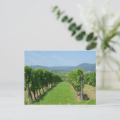 Carte Postale Route de Vins d'Alsace (Debout devant)