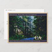 Carte Postale Route des arbres de la forêt Avenue Chaussée Rayon (Devant / Derrière)