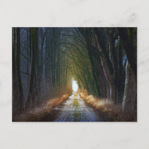 Carte Postale Route forestière 3