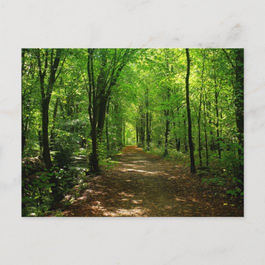 Carte Postale Route forestière 5 (Devant)