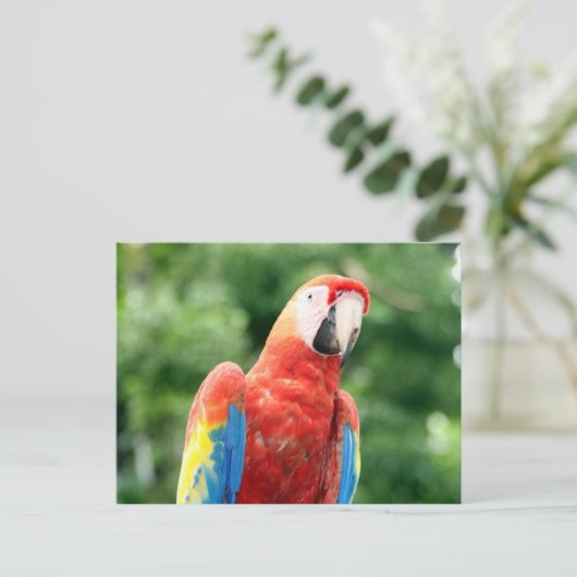 Carte Postale roux (Debout devant)