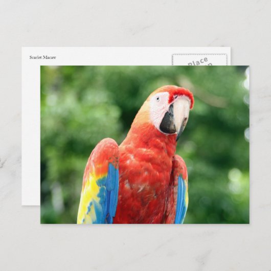 Carte Postale roux (Devant / Derrière)