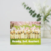 Carte Postale Row of Puppy Bunnies (Debout devant)