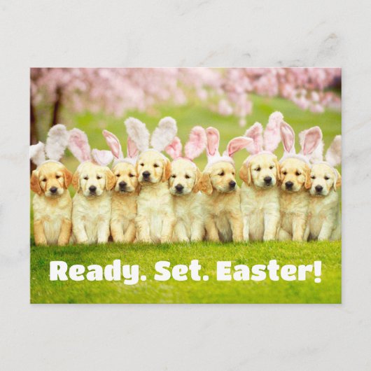 Carte Postale Row of Puppy Bunnies (Devant)