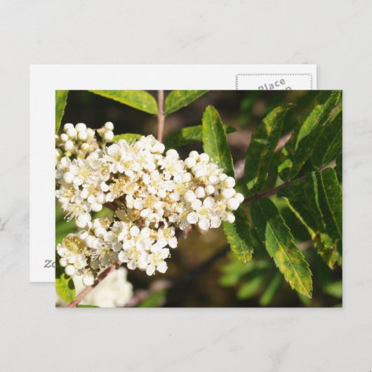 Carte Postale Rowan en fleurs (Devant / Derrière)