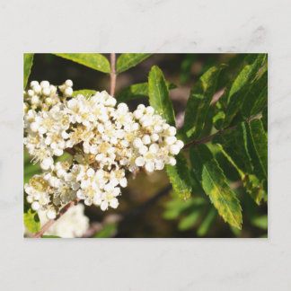 Carte Postale Rowan en fleurs