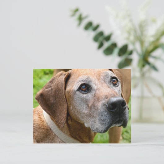 Carte Postale Rowdy (Debout devant)