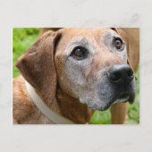 Carte Postale Rowdy (Devant)