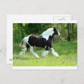 Carte Postale Roxie (Devant / Derrière)