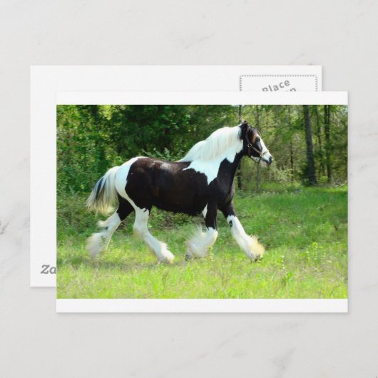 Carte Postale Roxie (Devant / Derrière)