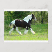 Carte Postale Roxie (Devant)