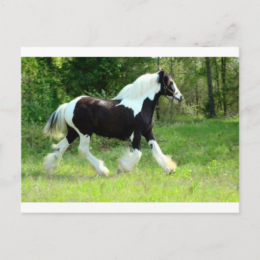 Carte Postale Roxie (Devant)