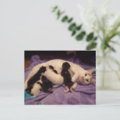 Carte postale Roxy avec chattes (Debout devant)