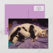 Carte postale Roxy avec chattes (Devant / Derrière)