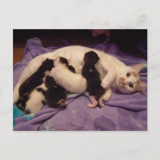 Carte postale Roxy avec chattes (Devant)