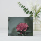 Carte postale Royal Blush (Debout devant)