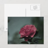 Carte postale Royal Blush (Devant / Derrière)