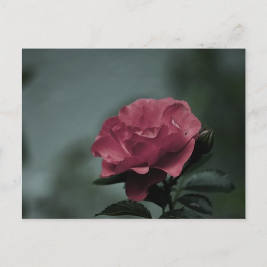 Carte postale Royal Blush (Devant)