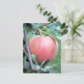 Carte Postale Royal Gala Apple (Debout devant)