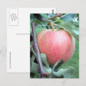 Carte Postale Royal Gala Apple (Devant / Derrière)