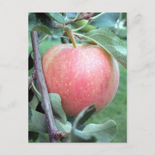 Carte Postale Royal Gala Apple (Devant)