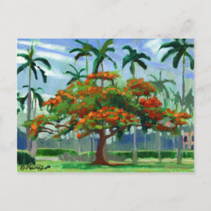 Carte postale Royal Poinciana