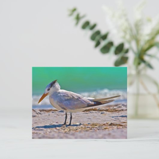 Carte postale Royal Tern Bird (Debout devant)