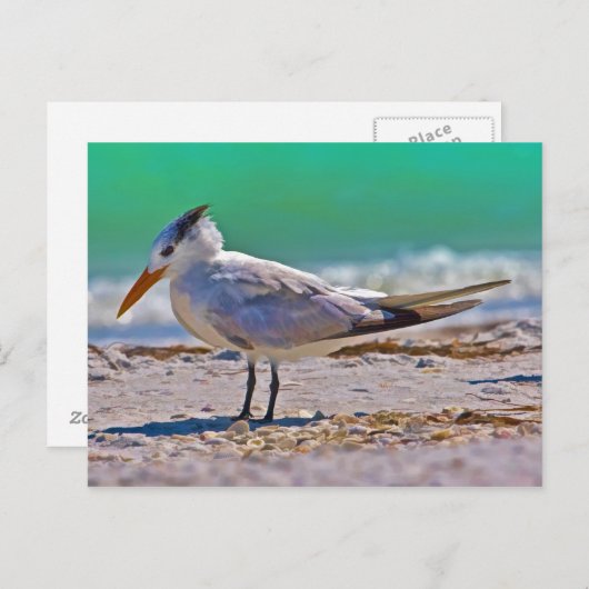 Carte postale Royal Tern Bird (Devant / Derrière)