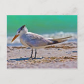 Carte postale Royal Tern Bird (Devant)