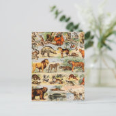 Carte Postale Royaume des mammifères (Debout devant)