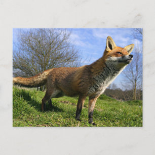 Carte Postale Royaume-Uni, Angleterre. Renard roux (Vulpes vulpe