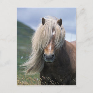 Carte Postale Royaume-Uni, Écosse, îles Shetland, poney Shetland