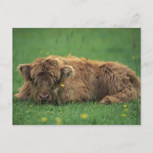 Carte Postale Royaume-Uni, Écosse. Veau des Highlands