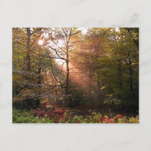 Carte Postale Royaume-Uni. Forêt de Dean. Rayon de soleil pénétr