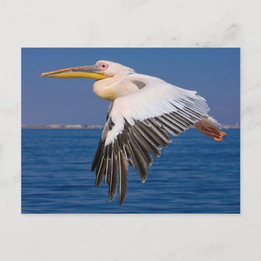 Carte Postale Roza Pelikan (Devant)