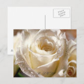 Carte postale RSVP Dewy White Rose (Devant / Derrière)