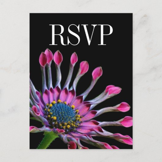 Carte postale RSVP Hot Rose African Daisy Wedding (Devant)