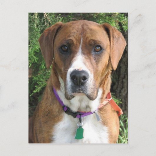 Carte Postale Ruby (Devant)