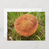 Carte postale Ruby Bolete Mushroom (Devant / Derrière)