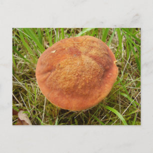 Carte postale Ruby Bolete Mushroom